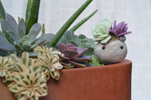 Load image into Gallery viewer, Stone Softie Plant Pal - Mint and Purple Succulent