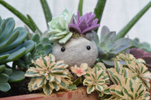 Load image into Gallery viewer, Stone Softie Plant Pal - Mint and Purple Succulent