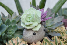 Load image into Gallery viewer, Stone Softie Plant Pal - Mint and Purple Succulent