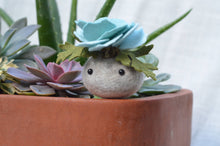 Load image into Gallery viewer, Stone Softie Plant Pal - Sky Blue Bloom
