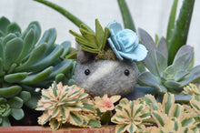 Load image into Gallery viewer, Stone Softie Plant Pal - Mossy Green and Pale Blue Succulent
