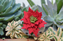 Load image into Gallery viewer, Stone Softie Plant Pal - Poinsettia Pal