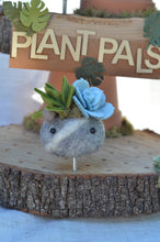 Load image into Gallery viewer, Stone Softie Plant Pal - Mossy Green and Pale Blue Succulent