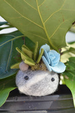 Load image into Gallery viewer, Stone Softie Plant Pal - Mossy Green and Pale Blue Succulent