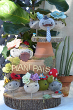 Load image into Gallery viewer, Stone Softie Plant Pal - Mint and Purple Succulent
