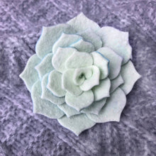 Load image into Gallery viewer, Felt Succulent Brooch - Mint/ Baby Blue