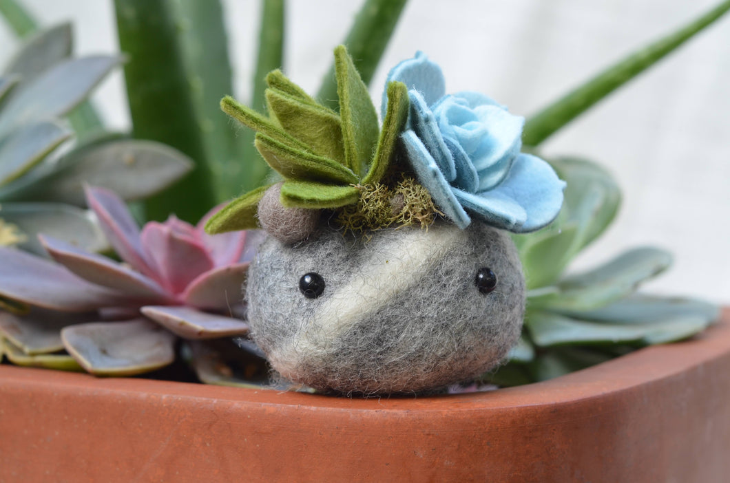 Stone Softie Plant Pal - Mossy Green and Pale Blue Succulent