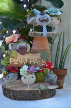 Load image into Gallery viewer, Stone Softie Plant Pal - Mr. Prickly
