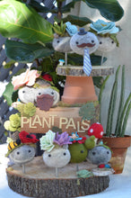 Load image into Gallery viewer, Stone Softie Plant Pal - Mint and Purple Succulent
