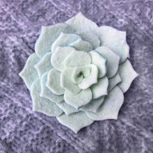 Load image into Gallery viewer, Felt Succulent Brooch - Mint/ Baby Blue
